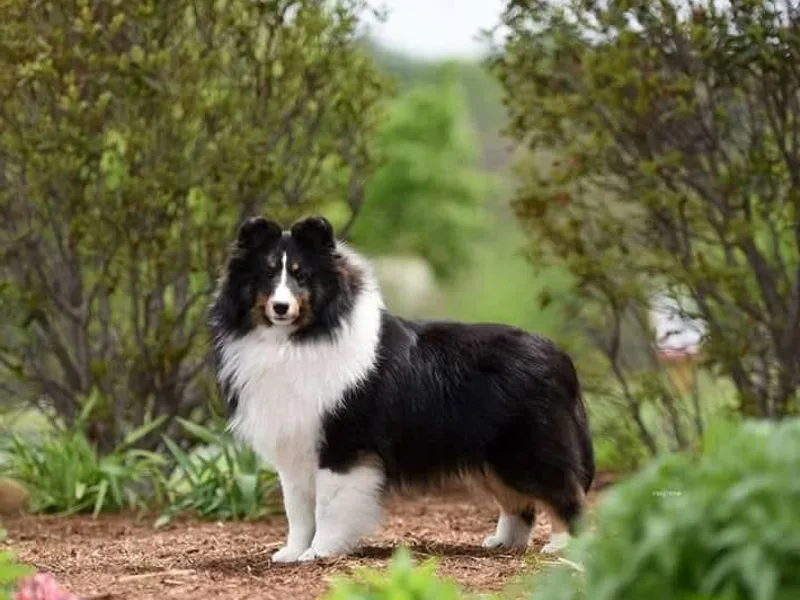 Krayola Shelties
