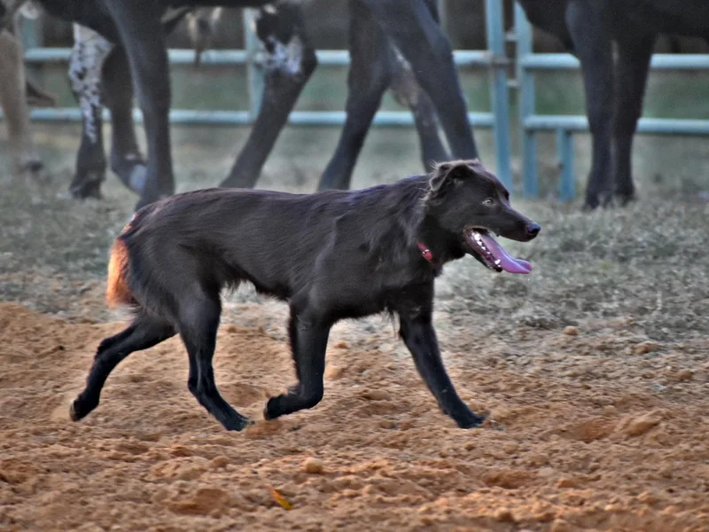 Krazy G Brand Aussies