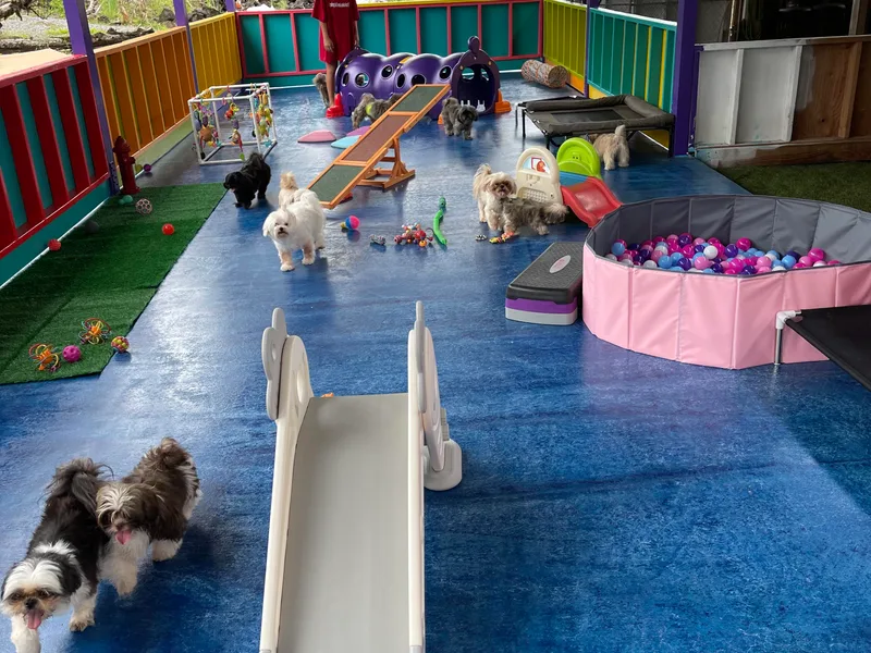 Krazy Island Shih Tzu
