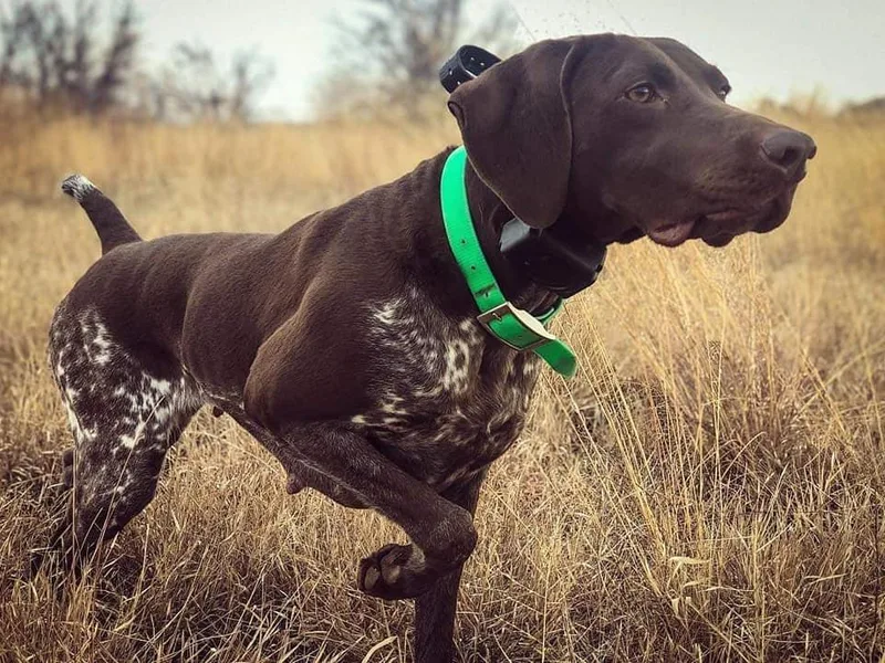 Krecklau German Shorthairs