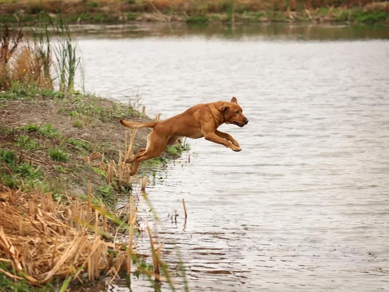 Kreger Lake Kennels