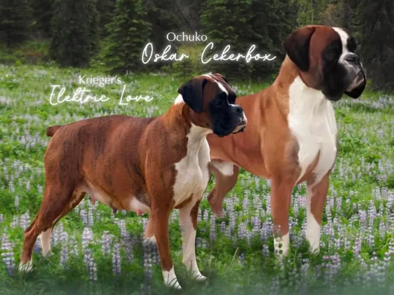 Krieger Family Boxers