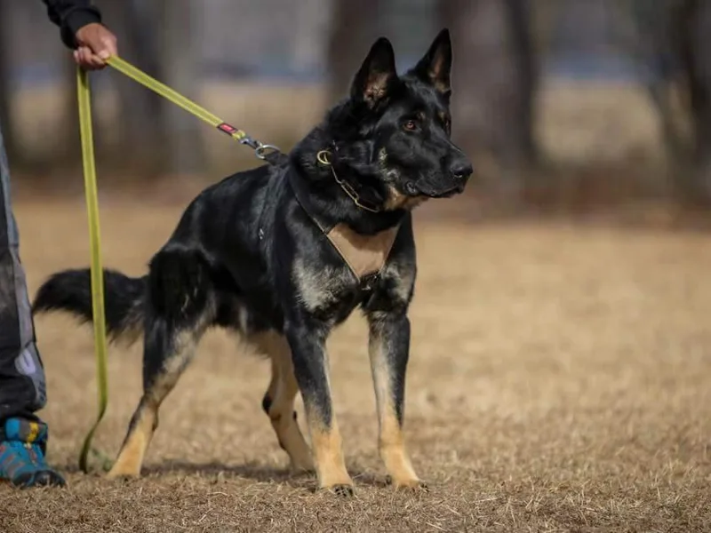Kriegshund-Zug German Shepherds