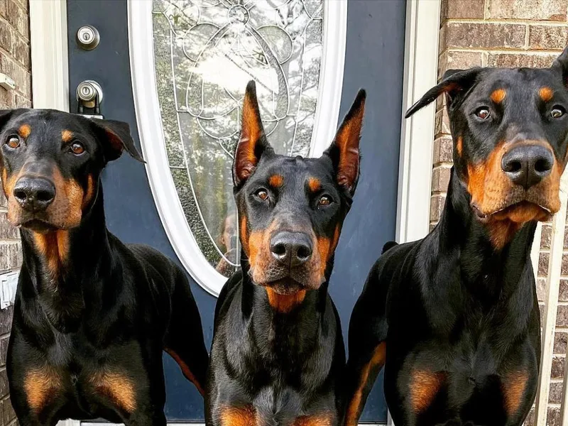 Krigar Dobermans