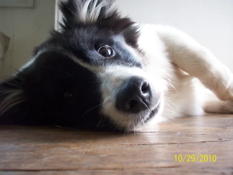 Kris Fitzgerald's Icelandic Sheepdogs
