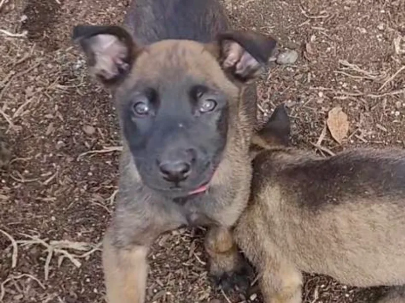 Kris's Belgian Malinois