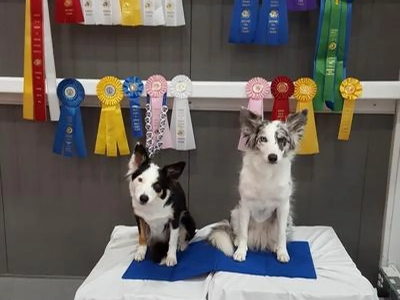 Kris's Border Collies photo 1