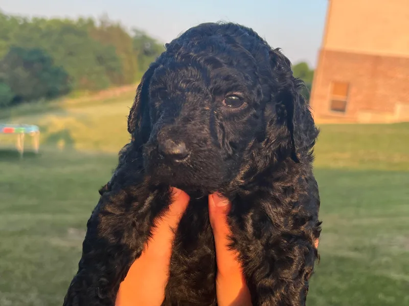 Krissy's Bernedoodles