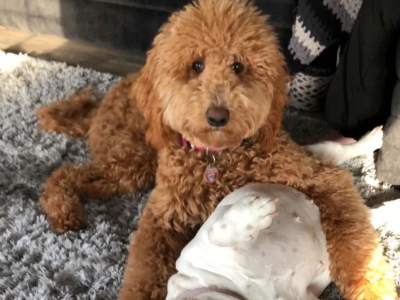Krista's Goldendoodles