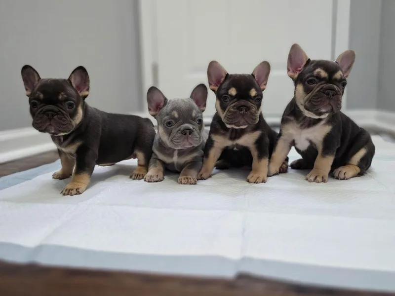 Kristen's French Bulldogs