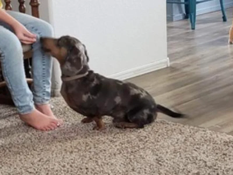 Kristi's Doxies