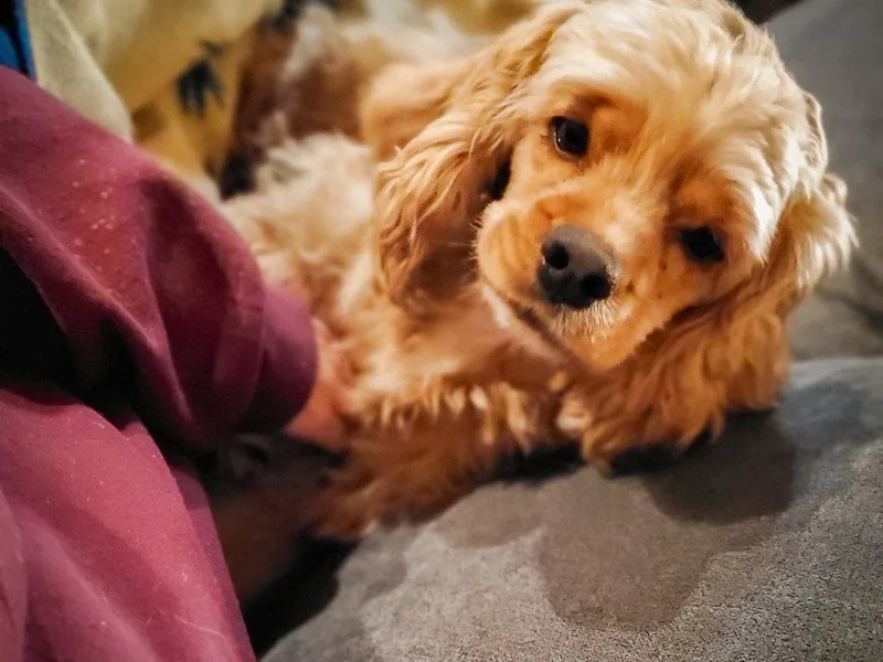 Kristi's Lovable Cocker Spaniels