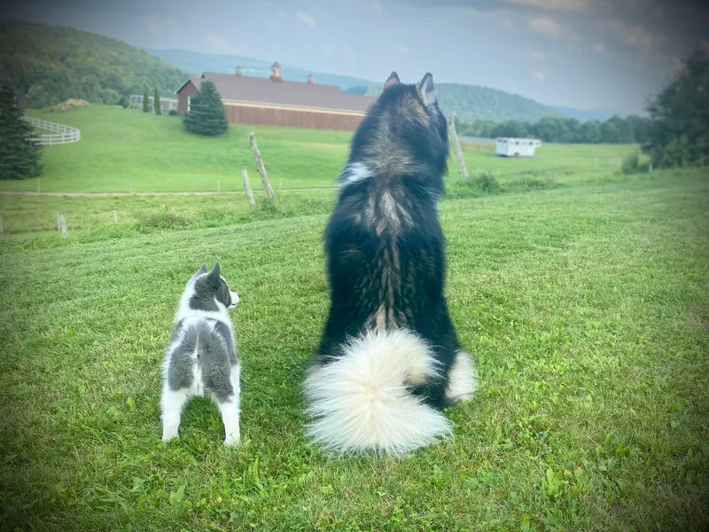 Kristie’s Husky Haven