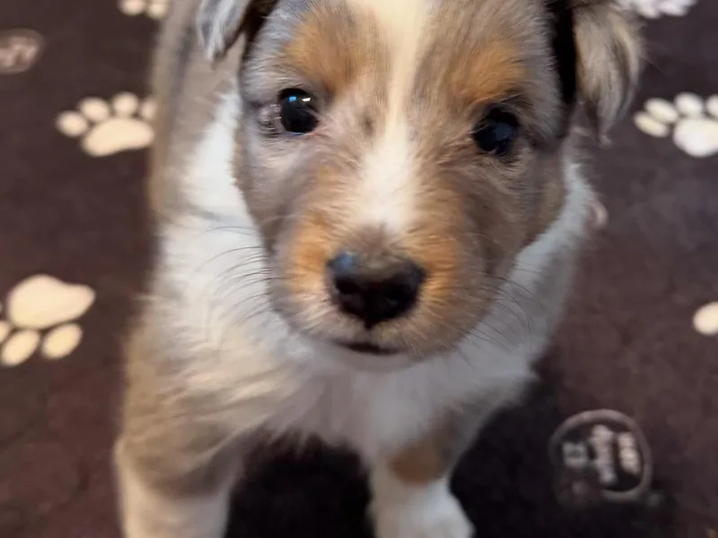 Kristie's Sheltie Sweethearts