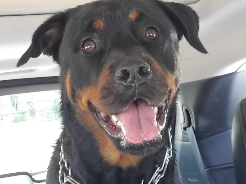 Kristin Deras' Rottweilers