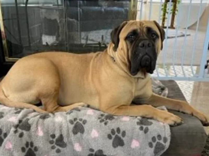 Kristin's Bullmastiffs