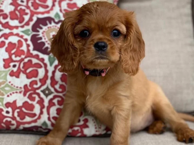 Kristin’s cavaliers