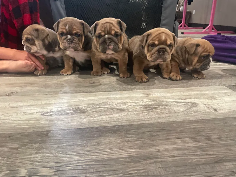 Kristina's Bulldogs