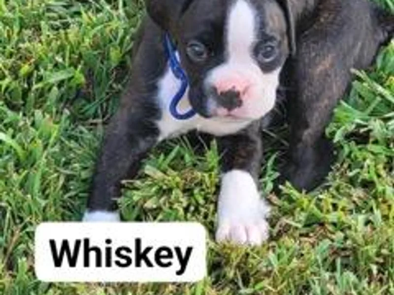 Kristina's Pups