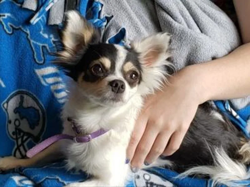 Kristiy's Prancing Chis