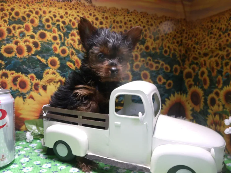 Kristy Jamroz's Yorkshire Terriers