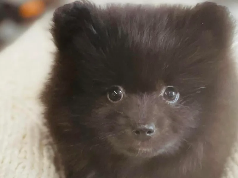 Kristy's Pomeranians