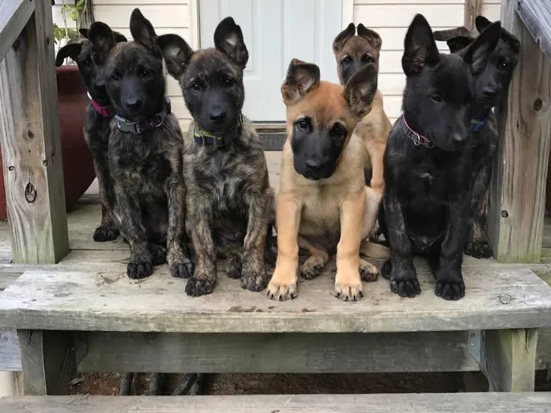 KRPetz - Working K9s