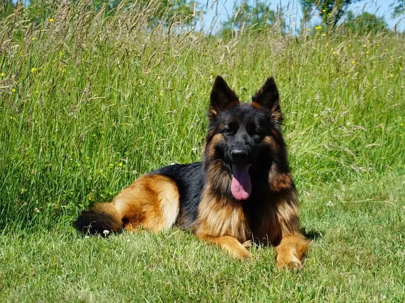 Krudup German Shepherds