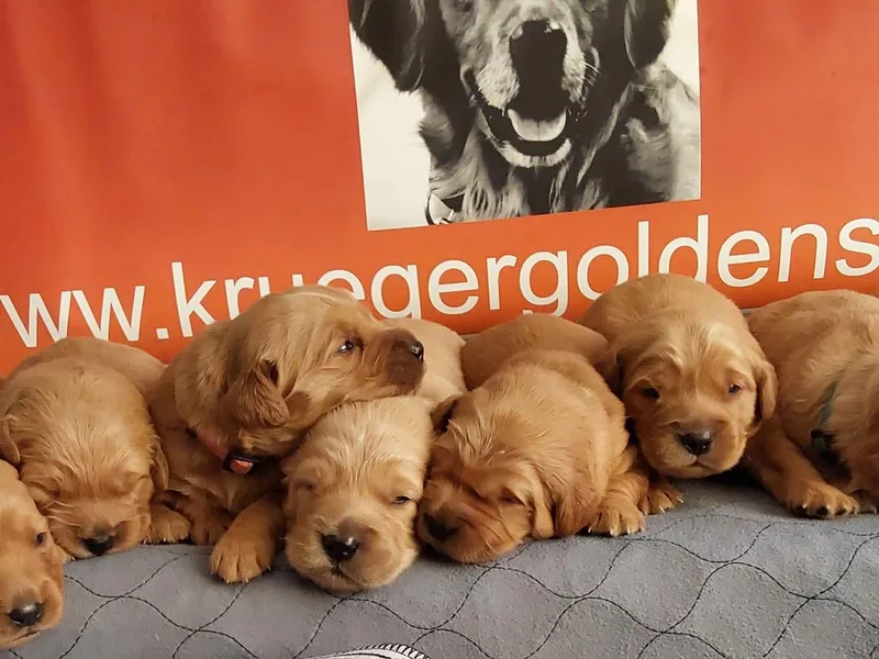 Krueger Goldens