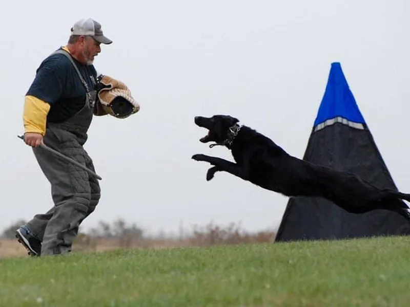 Kruegerhaus German Shepherds