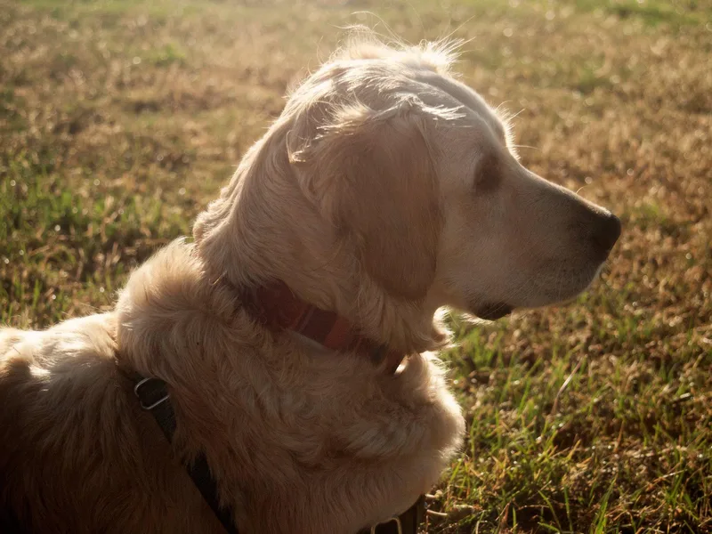 Kruger Family Breeders