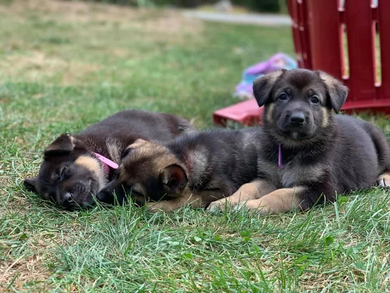 Kryptonian &amp; Kynthos German Shepherd Dogs