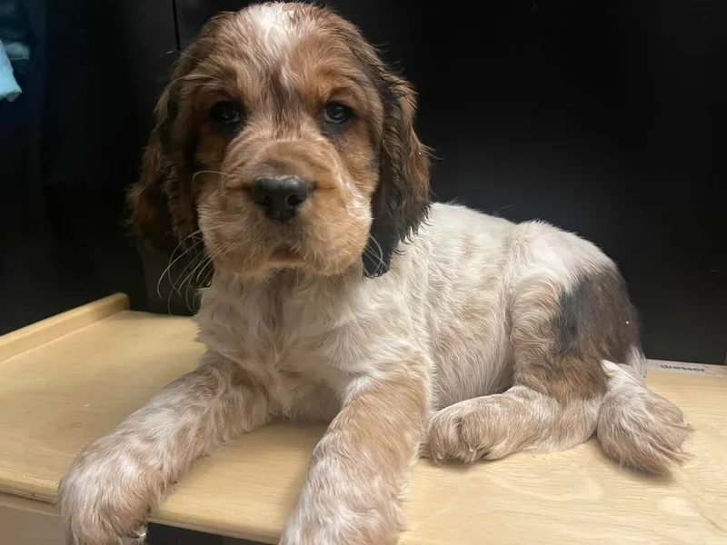 Krysak’s Springer Spaniels