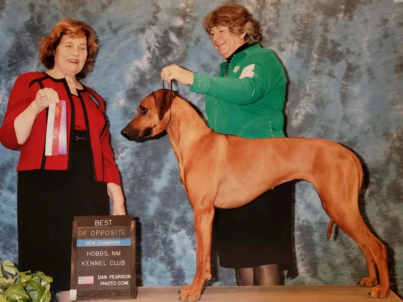 Krystal Rhodesian Ridgebacks