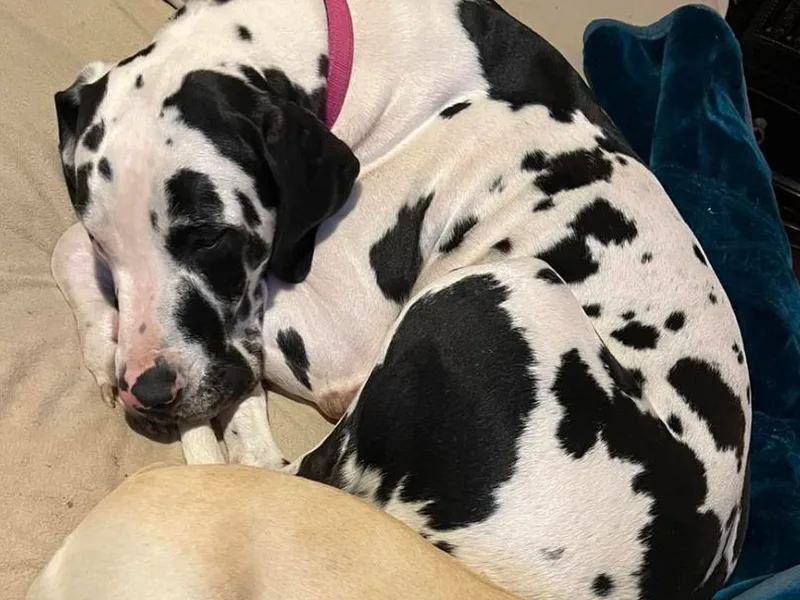 Krystal’s Glam Puppies