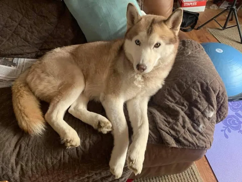 Krystal Wolf Siberians