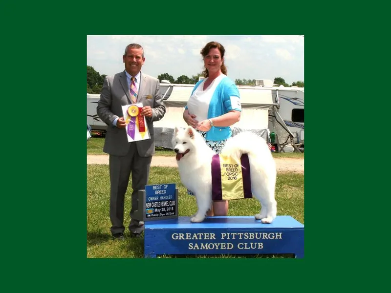 Krystal Zima Samoyeds