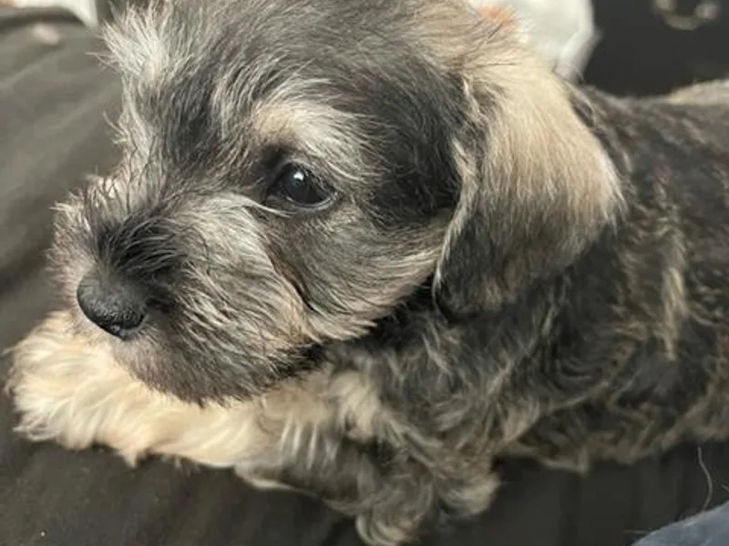 Krystle's Miniature Schnauzers