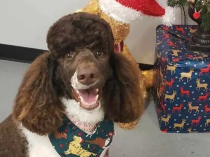 Krystyana's Poodles