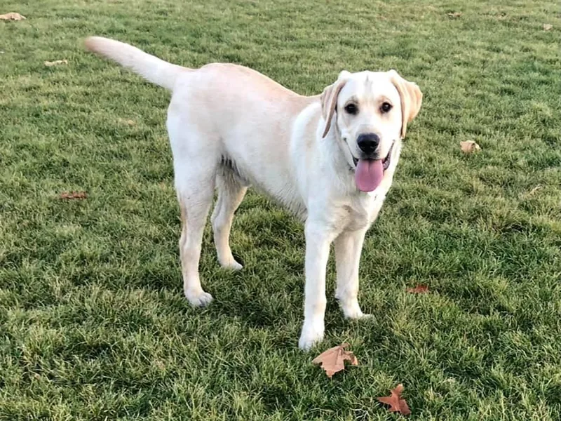 KS Labradors photo 1