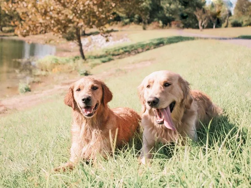 KSquared Golden Retrievers