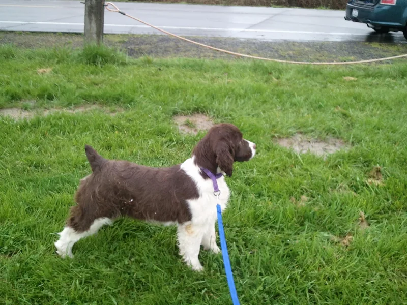 KStar English Springer Spaniels
