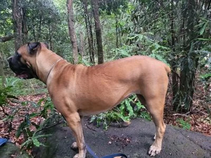 Ku'ulia Cane Corso