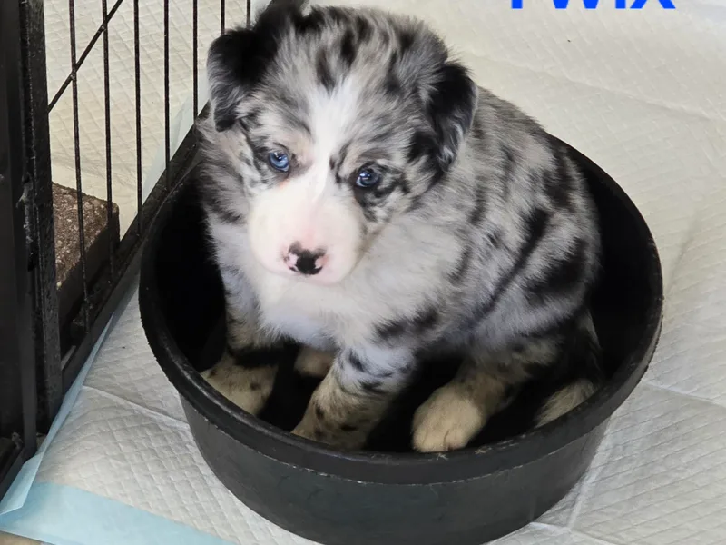 Kuhl's Border Collies