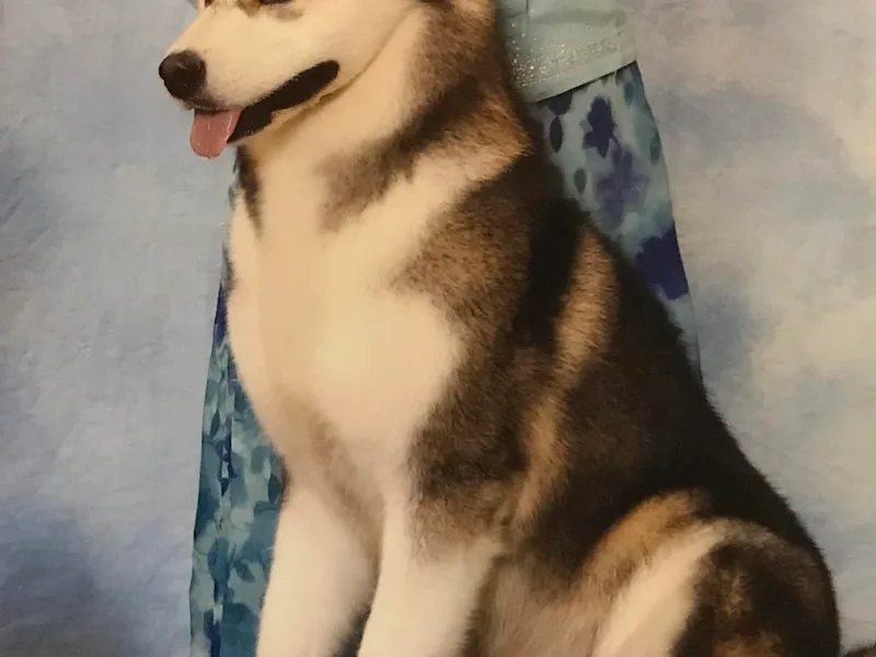 Kumata Alaskan Malamutes
