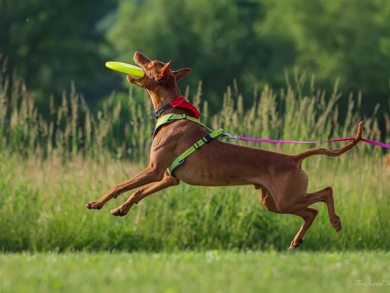 Kumia Kennel photo 1