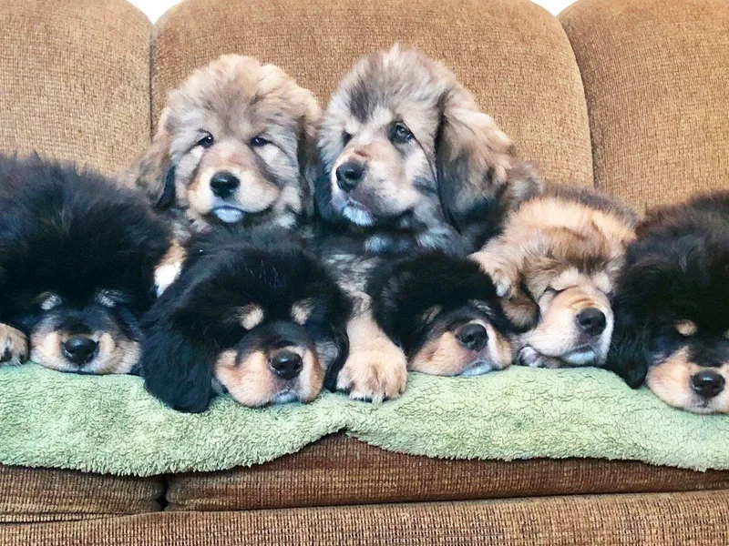 Kunlun Tibetan Mastiffs