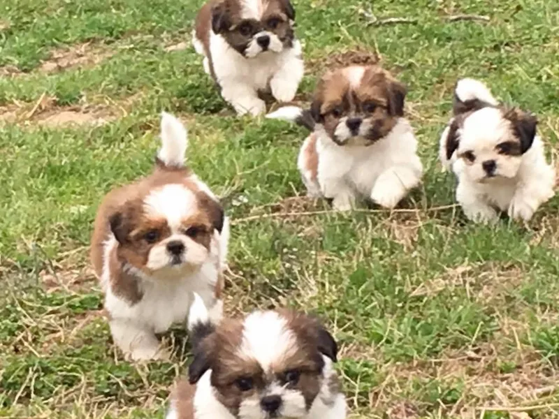 Kuntry Tyme Shih Tzus