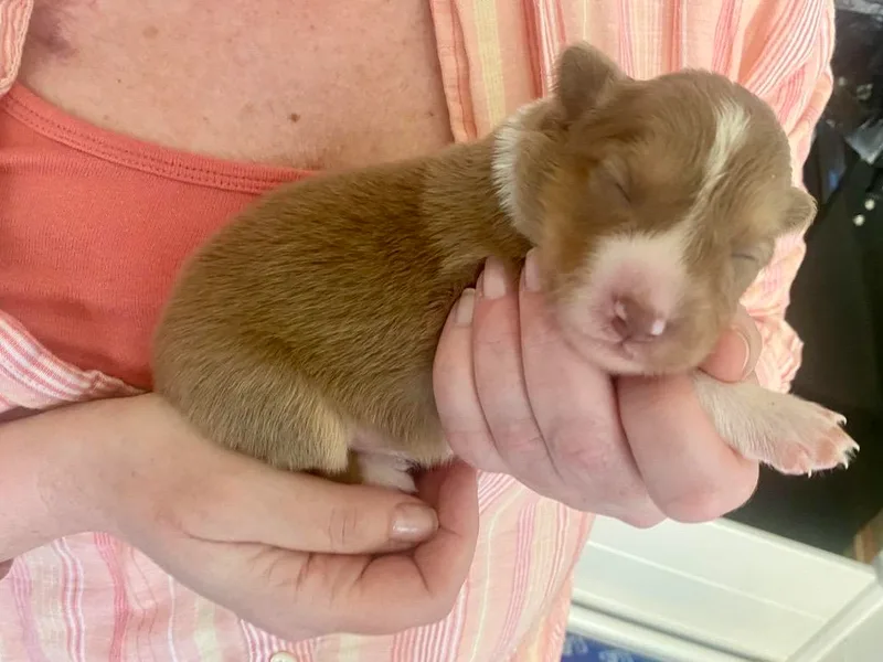 Kuponya Kennels &amp; Kids