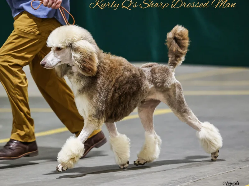 Kurly Q Poodles